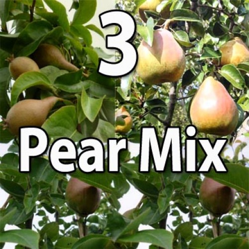 Three Pear Fruit Tree Mix | ScotPlants Direct